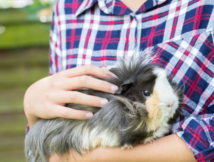 Fort Plain Small Animal Veterinarian