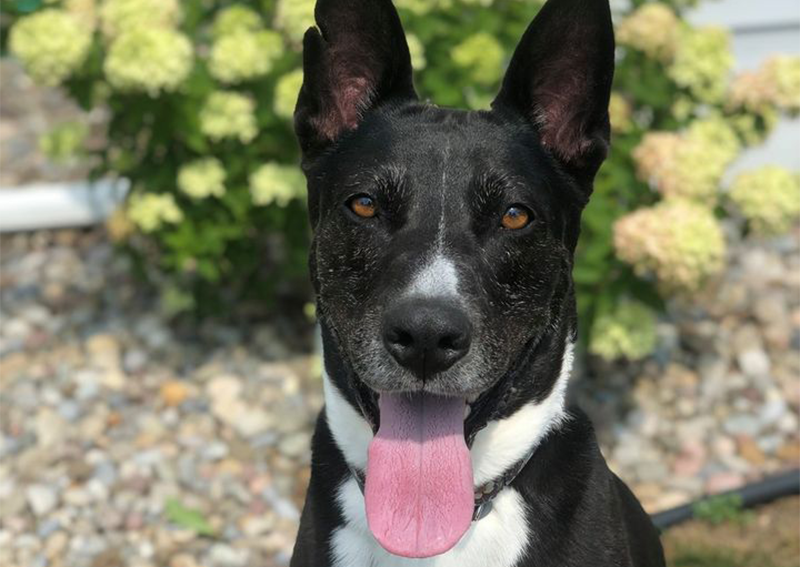 Fort Plain Animal Hospital Veterinary hospital for cats, dogs +